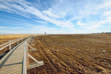 Hollanda 'nın güneşli bir bahar gününde, göldeki kuş izleme kulesine giden ahşap bir patika. Sığ su. Açık mavi gökyüzü ve sirrus bulutları. Çevre koruma teması