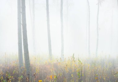Sisli sonbahar ormanının panoramik manzarası. Yeşil çimenler, yerde kırmızı ve turuncu yapraklar, çalılar, bitkiler, uzun yosunlu çam ağaçlarının gövdeleri. Finlandiya 'da çevre koruma