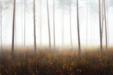 Sisli sonbahar ormanının panoramik manzarası. Yeşil çimenler, yerde kırmızı ve turuncu yapraklar, çalılar, bitkiler, uzun yosunlu çam ağaçlarının gövdeleri. Finlandiya 'da çevre koruma