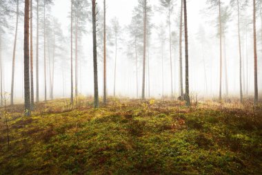 Beyaz bir sis içinde çam ağaçlarının yosunlu tepeleri. Renkli altın yapraklardan oluşan orman zemini. Atmosferik sonbahar manzarası. Almanya