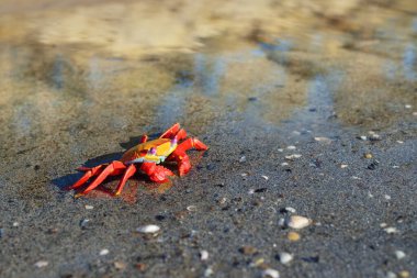 Kumlu bir sahilde renkli kırmızı oyuncak yengeç, yakın plan. Baltık Denizi, Letonya. Çocukluk, eğitim oyuncakları, bilim, biyoloji kavramları