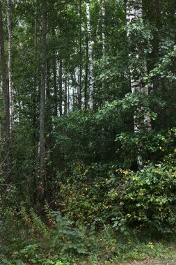 Yeşil yaprak döken bir ormanda huş ağaçları, yakın plan ağaç gövdeleri. - Letonya. Karanlık sonbahar sahnesi. Atmosferik manzara. Ormancılık, mevsimler, ekoloji, çevre koruma teması