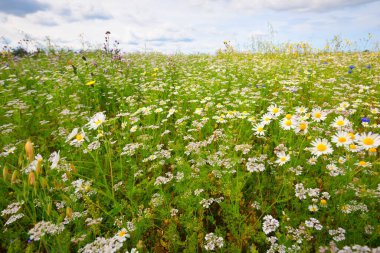 Yaban çiçekleri yakın plan. Çiçek açan papatya tarlasının panoramik görüntüsü. Dramatik bulut manzarası. Çiçek deseni. Setomaa, Estonya. Çevre koruma, bahçıvanlık, alternatif tıp, eko turizm