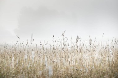 Gün doğumunda orman çayırında. Saf sabah ışığı, güneş ışınları, sis, sis. Altın dikenler yakın plan. Valmiera, Letonya. Atmosferik manzara. Doğa, çevre koruma, ekoloji