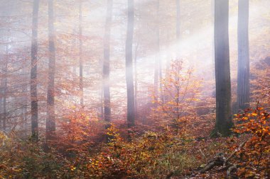 Güneş ışınları kırmızı, turuncu ve sarı kayın ağaçlarının arasından akıyor. Yakın plan. Ormanda gizemli bir sabah sisi. Karanlık sonbahar manzarası. Heidelberg, Almanya