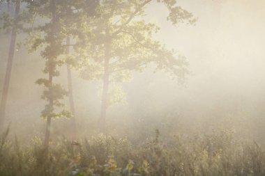 Güneşin doğuşunda esrarengiz yeşil orman. Altın güneş ışığı, güneş ışığı, sis, sis. Çam ve köknar ağaçları yakın plan. Ağaç gövdelerinden akan ışık. Resimli bir manzara var. Idyllic manzara. Saf doğa.