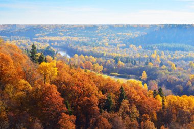 Sabahları sisli kozalaklı bir orman ve nehrin rengarenk kırmızı, turuncu ve sarı ağaçlarının nefes kesici panoramik manzarası. Peri sonbahar manzarası. Gauja Ulusal Parkı, Sigulda, Letonya