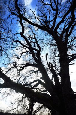 Yaprakları olmayan eski yosunlu meşe ağacının açık mavi gökyüzüne karşı alçak açılı görüntüsü. Baharın başında. Finlandiya