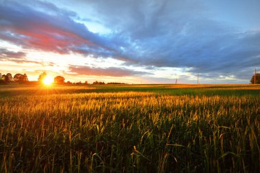 Yeşil tarla üzerinde destansı günbatımı gökyüzü. Arka planda trafo direkleri var. Almanya. Yağmurdan sonra dramatik renkli bulutlar. Alternatif enerji, üretim, çevresel koruma