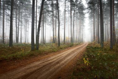 Beyaz bir sis içinde çam ormanının içinden tek şeritli kırsal yol (patika). Atmosferik sonbahar manzarası. Finlandiya