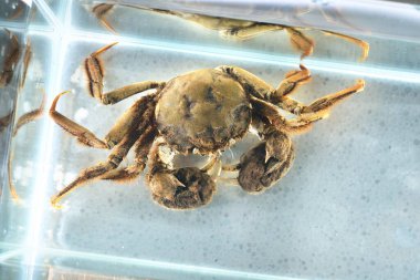 Eriocheir yengeci akvaryumda izole edilmiş, yakın plan. İstilacı türler, zooloji, biyoloji, karsinoloji, hayvanat bahçesi laboratuvarı, bilim, araştırma, eğitim, çevresel hasar ve koruma