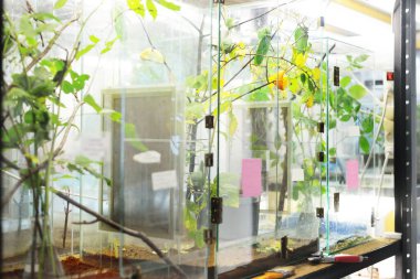 Hayvanat bahçesi laboratuvarındaki böcek yuvası. Teraryum rafları, yakın plan özel ekipmanlar. Araştırma, eğitim, botanik, biyoloji, zooloji, entomoloji, herpetoloji, karsinoloji, çevre koruma teması