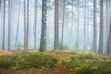 Karışık bir kozalaklı ormanda sabah sisi. Yosunlu tepelerde çam ve köknar ağaçları. Gizemli sonbahar manzarası. Ağaç gövdelerinden akan güneş ışığı. Kemeri Milli Parkı, Letonya
