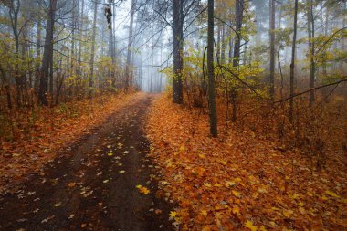 Renkli yeşil, kırmızı, turuncu ve sarı yaprakları sabah sisinde olan yaprak döken ağaçların arasından tek şeritli kırsal bir yol. Karanlık orman manzarası. Sonbahar renkleri. Letonya