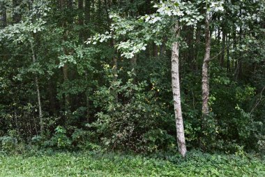 Yeşil yaprak döken bir ormanda huş ağaçları, yakın plan ağaç gövdeleri. - Letonya. Karanlık sonbahar sahnesi. Atmosferik manzara. Ormancılık, mevsimler, ekoloji, çevre koruma teması