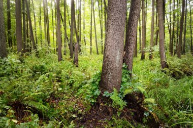 Bataklık yaprak döken orman, yosun, eğrelti otu, bitkiler. Güneş ışınları eski ağaç gövdelerinden akıyor. Yeşil bataklık. Huzurlu bir manzara. Ekoloji, ekosistemler, çevre koruma teması