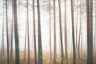 Karışık bir kozalaklı ormanda sabah sisi. Yosunlu tepelerde çam ve köknar ağaçları. Gizemli sonbahar manzarası. Ağaç gövdelerinden akan güneş ışığı. Kemeri Milli Parkı, Letonya