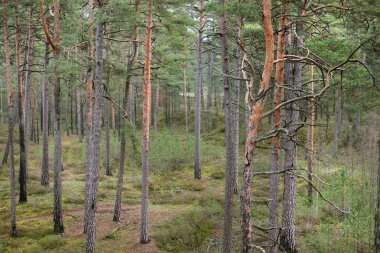 Eski yosunlu çam ağacı gövdeleri yakın çekimde. Kozalaklı ormanın manzarası. Baharın başında. Finlandiya