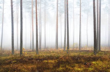 Sisli sonbahar ormanının panoramik manzarası. Yeşil çimenler, yerde kırmızı ve turuncu yapraklar, çalılar, bitkiler, uzun yosunlu çam ağaçlarının gövdeleri. Finlandiya 'da çevre koruma
