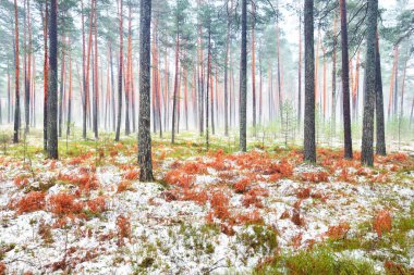 Sisli sonbahar ormanındaki ilk kar. Yeşil çimenler, yerde kırmızı ve turuncu yapraklar, uzun yosunlu çam ağaçlarının gövdeleri. Finlandiya