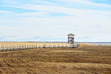 Hollanda 'nın güneşli bir bahar gününde, göldeki kuş izleme kulesine giden ahşap bir patika. Sığ su. Açık mavi gökyüzü ve sirrus bulutları. Çevre koruma teması