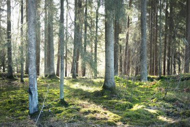 Güneş ışığı kozalaklı bir ormandaki eski yosunlu çam ağaçlarının gövdelerinden akıyor. Baharın başında. Finlandiya