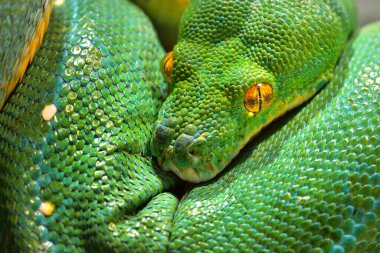 Yeşil ağaç pitonu Morelia Viridis yakın plan. Tallinn Hayvanat Bahçesi, Estonya. Portre sanatı. Çevre koruma, vahşi yaşam, zooloji, herpetoloji teması