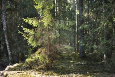 Eski bir yosunlu ladin yakın plan. Kozalaklı bir ormanda ağaç gövdelerinden güneş ışınları geçiyor. Yerdeki gölgeler. Baharın başında. Finlandiya
