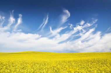 Açan kolza tohumu tarlası. Parlayan bulutlu açık mavi gökyüzü. Bulutlar. Kırsal alan. Tarım, biyoteknoloji, yakıt, gıda endüstrisi, alternatif enerji, çevre koruma. Panoramik görünüm