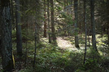 Baltık Denizi kıyısındaki sonsuz yeşil kozalaklı orman. Büyük kökleri, yosunları ve eğreltiotu olan yaşlı ağaçlar. Ruhnu Adası, Estonya. Gizemli manzara. Seyahat yerleri, çevresel koruma