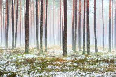 Sisli sonbahar ormanındaki ilk kar. Yeşil çimenler, yerde kırmızı ve turuncu yapraklar, uzun yosunlu çam ağaçlarının gövdeleri. Finlandiya