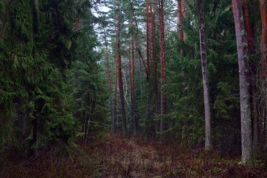 Sisli yeşil orman manzarası, eski çam ağaçları ve köknar ağaçlarının gövdeleri. Yerde yosun var. Ağaçların arasından akan ışık. Karanlık manzara. Estonya