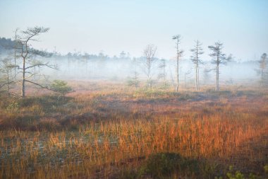 Gün doğumunda yoğun ve gizemli bir sis içinde Evergreen ağaçları. Cenas tirelis, Letonya. Altın yapraklardan oluşan orman zemini. Idyllic sonbahar manzarası. Ekoloji ve ekosistemler, çevre koruma