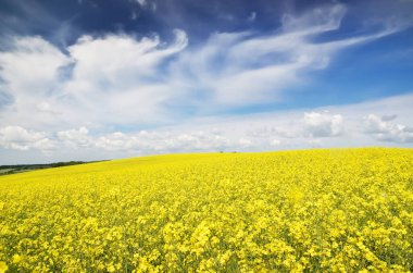 Blooming rapeseed field. Clear blue sky with glowing clouds. Cloudscape. Rural scene. Agriculture, biotechnology, fuel, food industry, alternative energy, environmental conservation. Panoramic view clipart