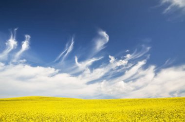 Açan kolza tohumu tarlası. Parlayan bulutlu açık mavi gökyüzü. Bulutlar. Kırsal alan. Tarım, biyoteknoloji, yakıt, gıda endüstrisi, alternatif enerji, çevre koruma. Panoramik görünüm