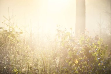 Güneşin doğuşunda esrarengiz yeşil orman. Altın güneş ışığı, güneş ışığı, sis, sis. Çam ve köknar ağaçları yakın plan. Ağaç gövdelerinden akan ışık. Resimli bir manzara var. Idyllic manzara. Saf doğa.