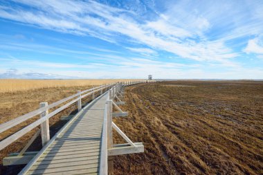 Hollanda 'nın güneşli bir bahar gününde, göldeki kuş izleme kulesine giden ahşap bir patika. Sığ su. Açık mavi gökyüzü ve sirrus bulutları. Çevre koruma teması