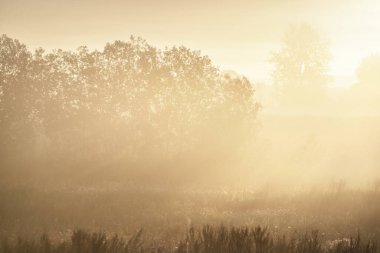Altın kır arazisi ve yaprak döken orman güneş doğarken sabah sisi bulutları altında. Arka planda ağaç siluetleri var. Ilık güneş ışığı. Idyllic kırsal alanı