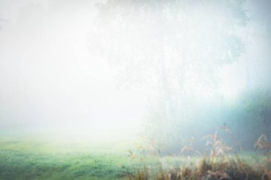 Gün doğumunda orman çayırında. Saf sabah ışığı, güneş ışınları, sis, sis. Arka planda ağaç siluetleri var. Valmiera, Letonya. Atmosferik manzara. Doğa, çevre koruma, ekoloji