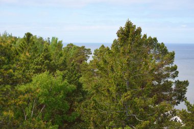 Güneşli bir günde kumlu Baltık kıyıları ve yeşil karışık kozalaklı ormanın havadan görünüşü. Ruhnu Adası, Estonya. Seyahat yerleri, çevre koruma teması