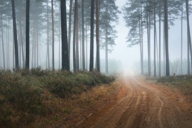 Beyaz bir sis içinde çam ormanının içinden tek şeritli kırsal yol (patika). Atmosferik sonbahar manzarası. Finlandiya