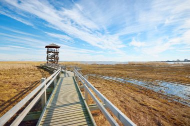 Hollanda 'nın güneşli bir bahar gününde, göldeki kuş izleme kulesine giden ahşap bir patika. Sığ su. Açık mavi gökyüzü ve sirrus bulutları. Çevre koruma teması