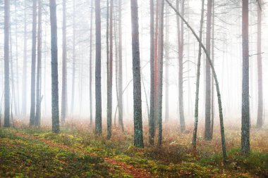 Karışık bir kozalaklı ormanda sabah sisi. Yosunlu tepelerde çam ve köknar ağaçları. Gizemli sonbahar manzarası. Ağaç gövdelerinden akan güneş ışığı. Kemeri Milli Parkı, Letonya