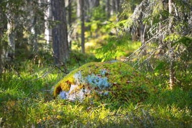 Yosun ve yosunlu taşlar, yemyeşil ağaçlar, yakın plan. Ormanda ilkbahar. Kasmu doğa koruma alanı, Estonya