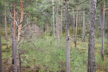 Eski yosunlu çam ağacı gövdeleri yakın çekimde. Kozalaklı ormanın manzarası. Baharın başında. Finlandiya