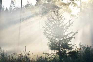 Güneşin doğuşunda esrarengiz yeşil orman. Altın güneş ışığı, güneş ışığı, sis, sis. Çam ve köknar ağaçları yakın plan. Ağaç gövdelerinden akan ışık. Resimli bir manzara var. Idyllic manzara. Saf doğa.