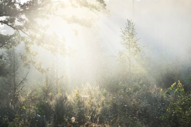 Güneşin doğuşunda esrarengiz yeşil orman. Altın güneş ışığı, güneş ışığı, sis, sis. Çam ve köknar ağaçları yakın plan. Ağaç gövdelerinden akan ışık. Resimli bir manzara var. Idyllic manzara. Saf doğa.