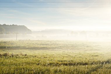 Altın kır arazisi ve yaprak döken orman güneş doğarken sabah sisi bulutları altında. Arka planda ağaç siluetleri var. Transformatör direği, kablo yakın çekim. Elektrik hattı, enerji, çevresel hasar