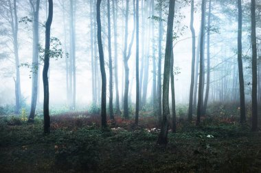 Yoğun bir sabah sisinde uzun ağaç siluetleri. Işık gövdelerin arasından akıyor. Karanlık mistik orman sahnesi. Ürkütücü bir manzara. Fantezi, masal, sessizlik
