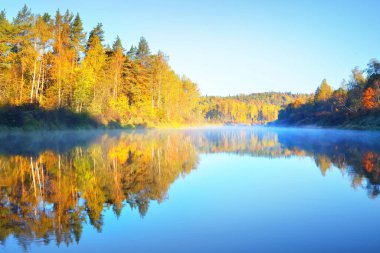 Altın huş ağacı ormanı ve sabah sisinde nehir. Açık mavi gökyüzü. Simetri suya yansıyor. Gauja Ulusal Parkı, Sigulda, Letonya. Çevre turizmi, seyahat merkezleri, çevre koruma